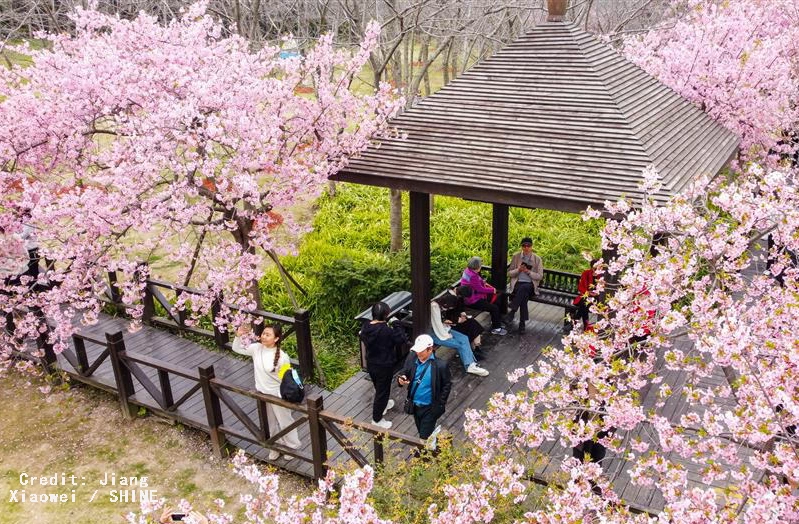  Shanghai Cherry Blossom Season at Gucun Park