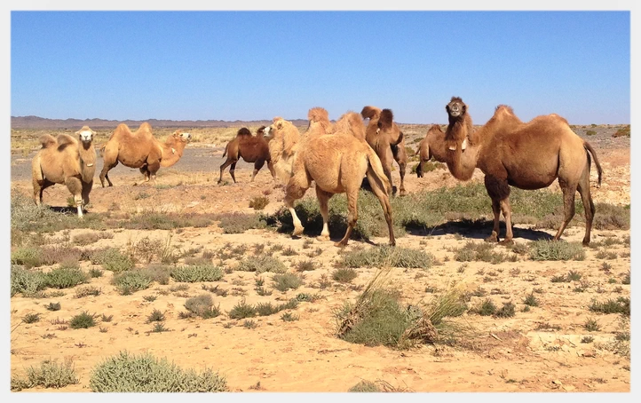 Wild Camel at Badain Jaran Desert