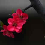 Flowering quince