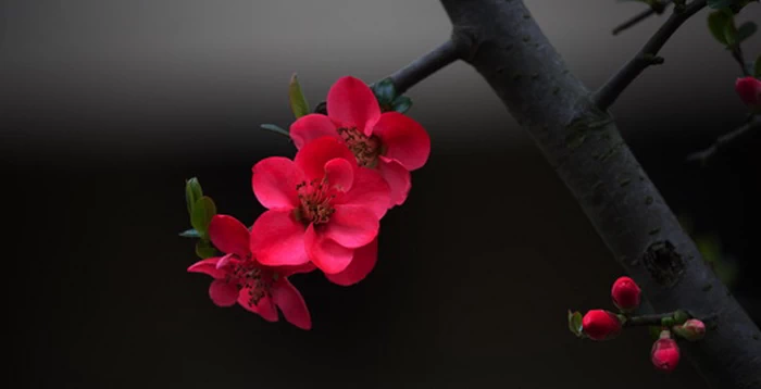 Flowering quince