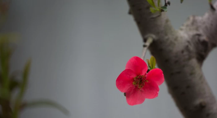 棵贴梗海棠树