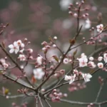 一树白花疑飞雪。最近几天紫叶李花，又叫樱桃李（Cherry Plum），艳丽绽放，不是樱花胜似樱花。