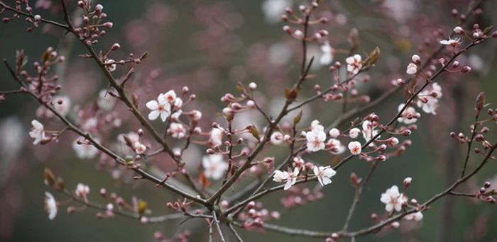 一树白花疑飞雪。最近几天紫叶李花，又叫樱桃李（Cherry Plum），艳丽绽放，不是樱花胜似樱花。