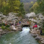 People flock to Taiziwan Park to view booming cherry flowers.