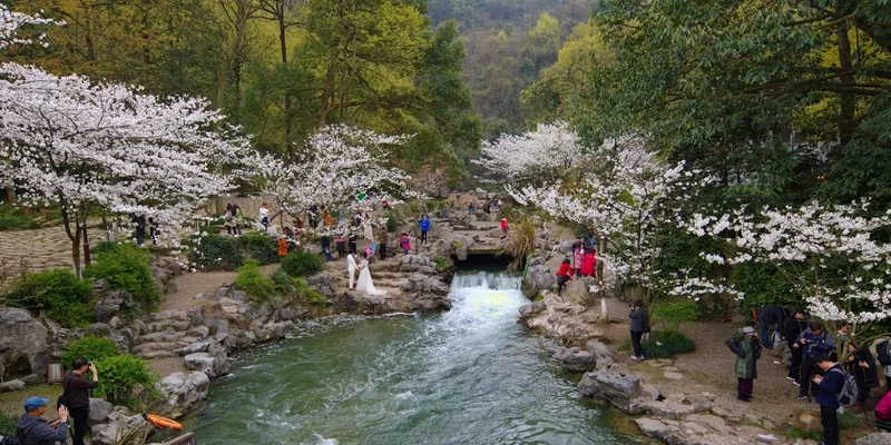 People flock to Taiziwan Park to view booming cherry flowers.