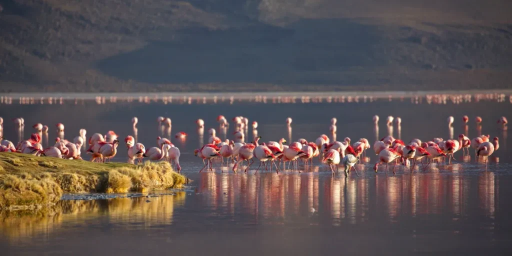 Pink flamingos flock here in Laguna Colorada in Bolivia