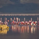 Pink flamingos flock here in Laguna Colorada in Bolivia