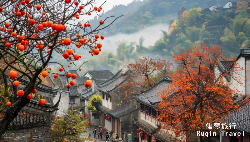 Bright red persimmons in Wuyuan in Autumn