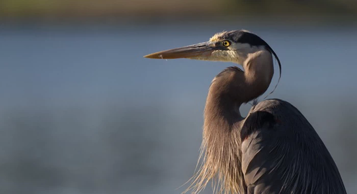 大蓝鹭(Ardea herodias)是鹭科的一种大型涉水鸟