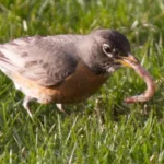 American robin