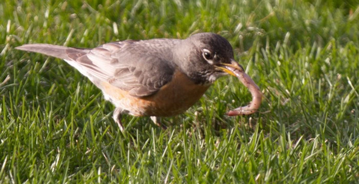 American robin