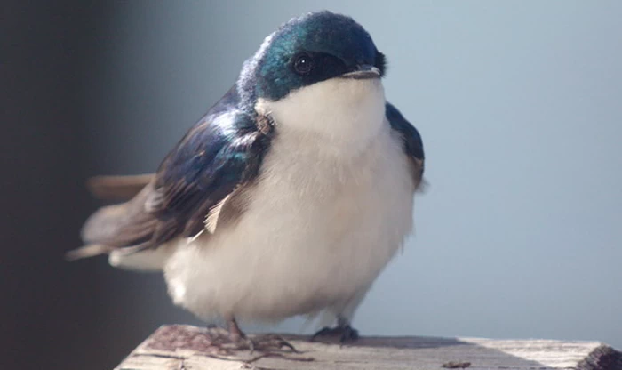 家燕（Barn Swallow）通常与人类生活在一起