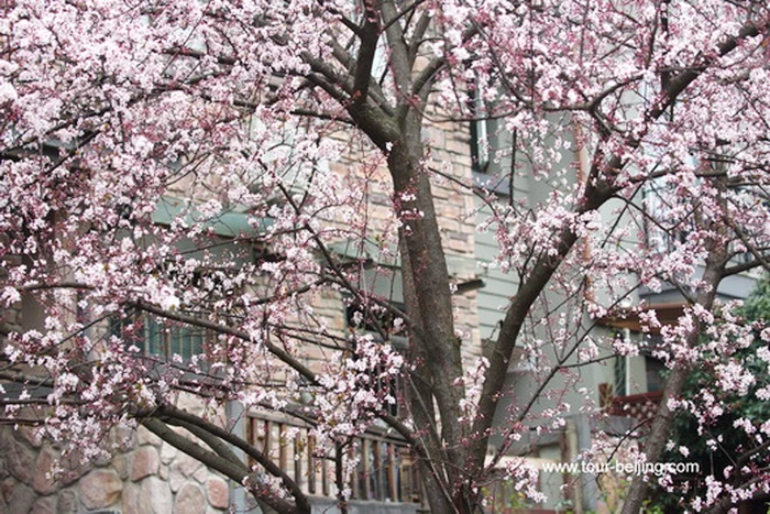 紫叶李花，又叫樱桃李（Cherry Plum）