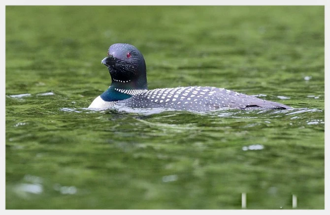 加拿大的国鸟- 普通潜鸟（the Common Loon)