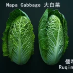 Napa Cabbage 大白菜 中文