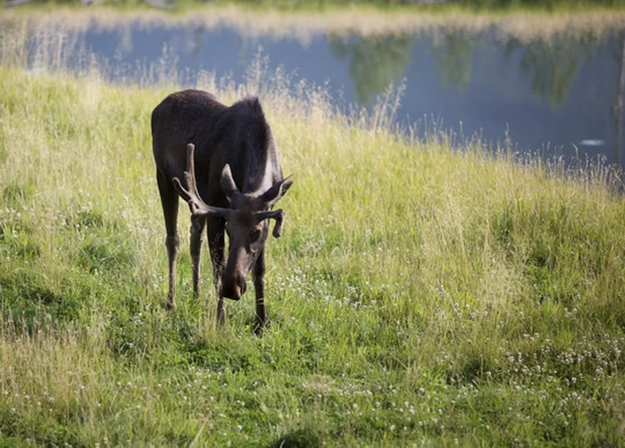 Moose (驼鹿)