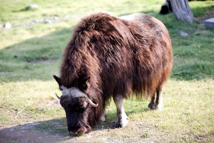 (muskox) 麝牛