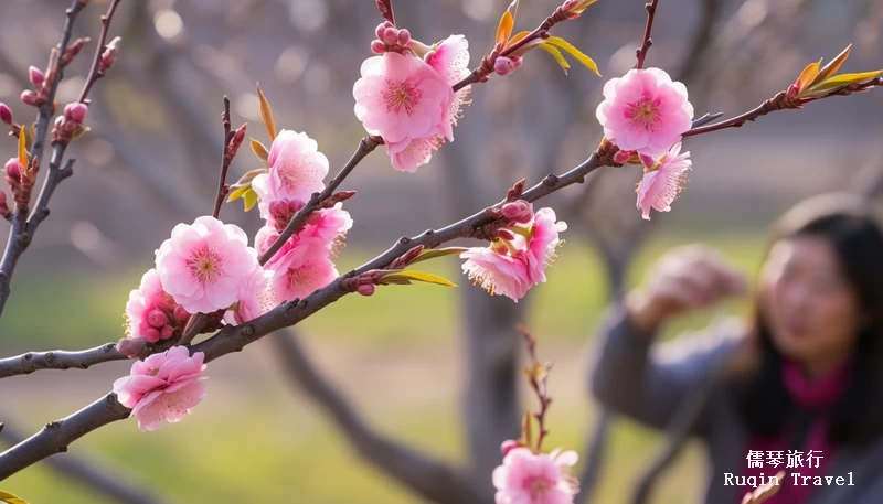 See the Best Spring Blooms in Beijing