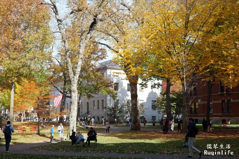 哈佛大学园区像个居民区，有遛狗散步。