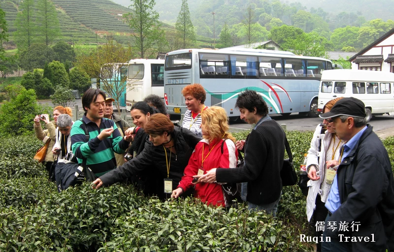 Picking Tea Leaves at the scenic Longjing Tea Village