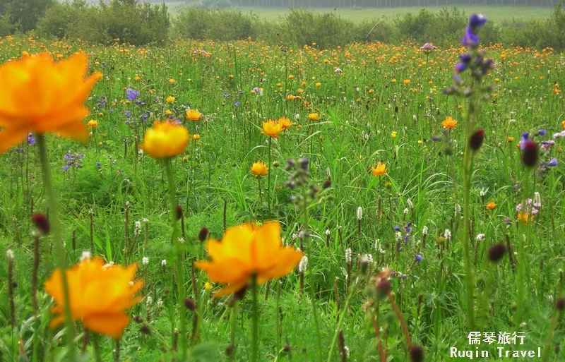 Saihanba Grassland