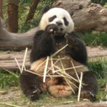Panda base in Chengdu