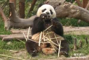 Panda base in Chengdu
