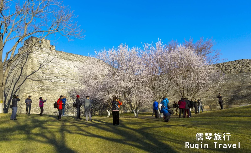 Plum Blossom Festival at Ming Dynasty City Wall Relics Park in March in Beijing