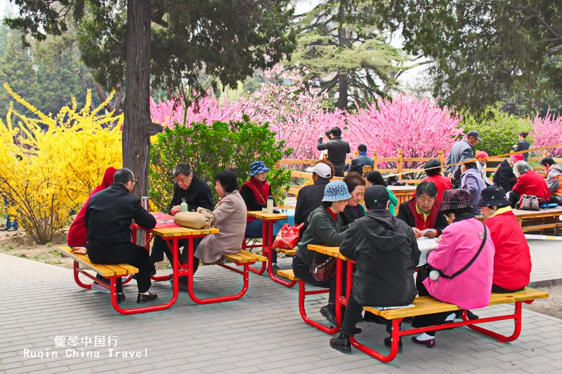 Enjoy the Springtime in Jingshan Park