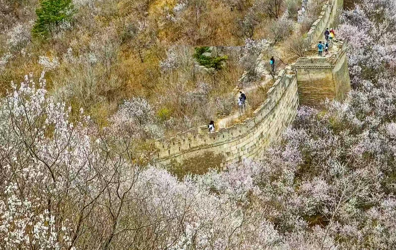 Zhuangdaokou are blanketed with wild apricot blossoms