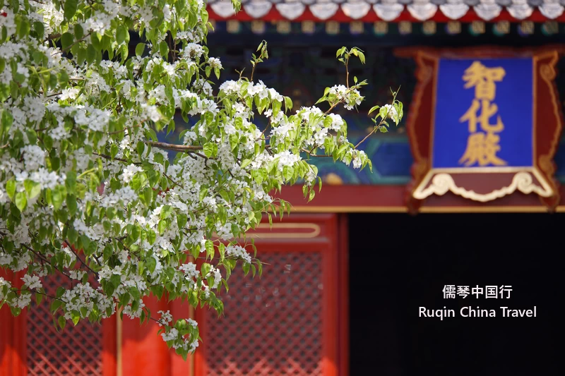 Beijing Spring Flower in April