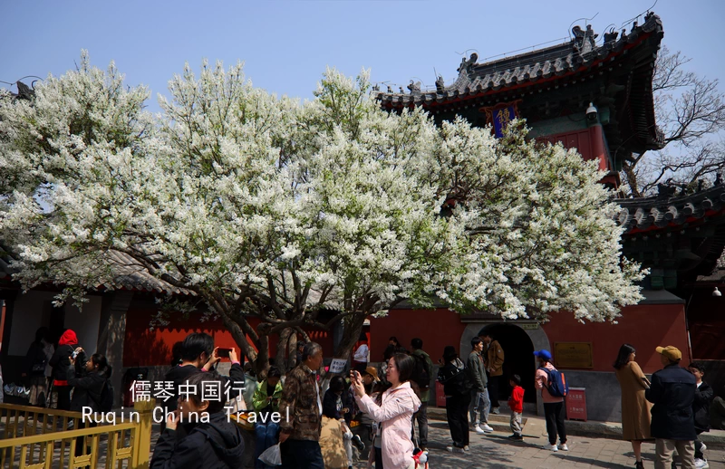 The pear blossoms at Zhihua Temple