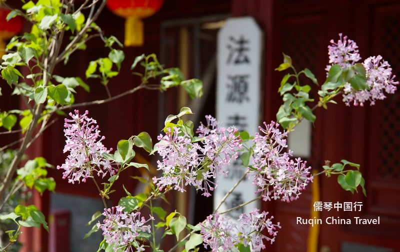 Lilac Blossoms at Fayuan Temple