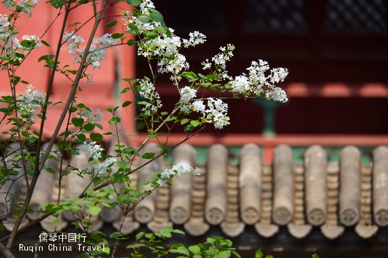 Lilac Flower at Fayuan Temple