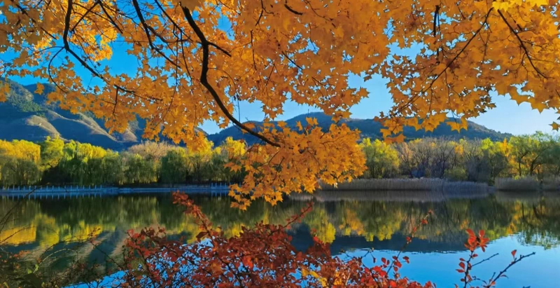 Fall Foliage at Beijing Botanical Garden