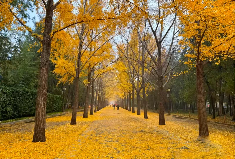 Autumn Hues in Ditan Park