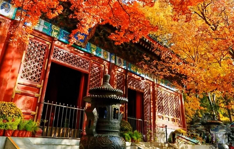 Fall Colours at Fragrant Hills Park in Beijing