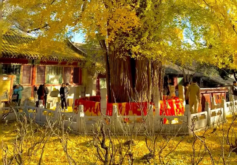 Tanzhe Temple Autumn Hues