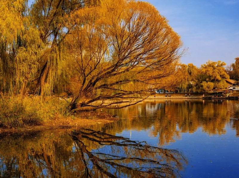 Purple Bamboo Park Fall Colors