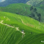 Longji Terraces in Guilin