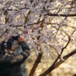 Beijing Spring Flowers in March