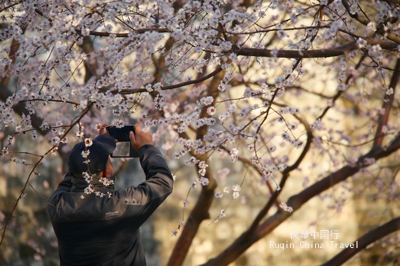 Beijing Spring Flowers in March