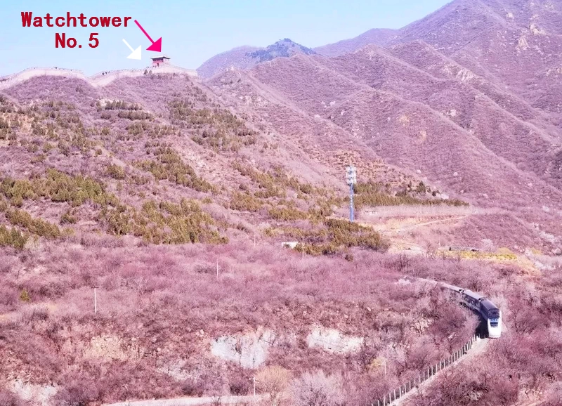 Train S2 runs amid blooming apricot flowers near the Juyongguan section of the Great Wall 