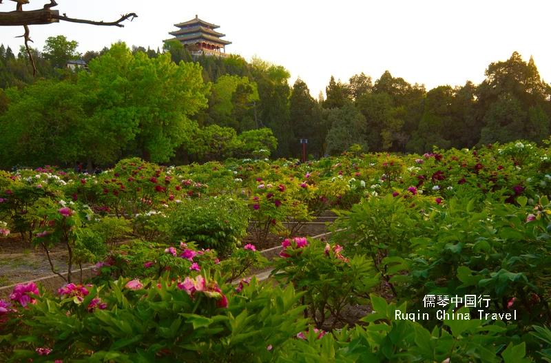 April and May roll around, the peonies bloom in Jingshan Park