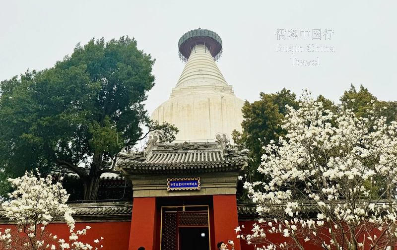 Enjoying the Blossoms at White Stupa Temple