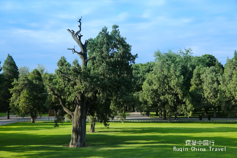 Along the way, don’t miss the park’s ancient trees in Temple of Heaven