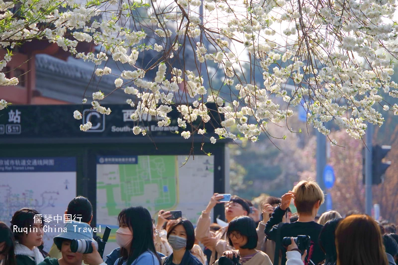 The Chinese Peach Flowers at the Lama Temple