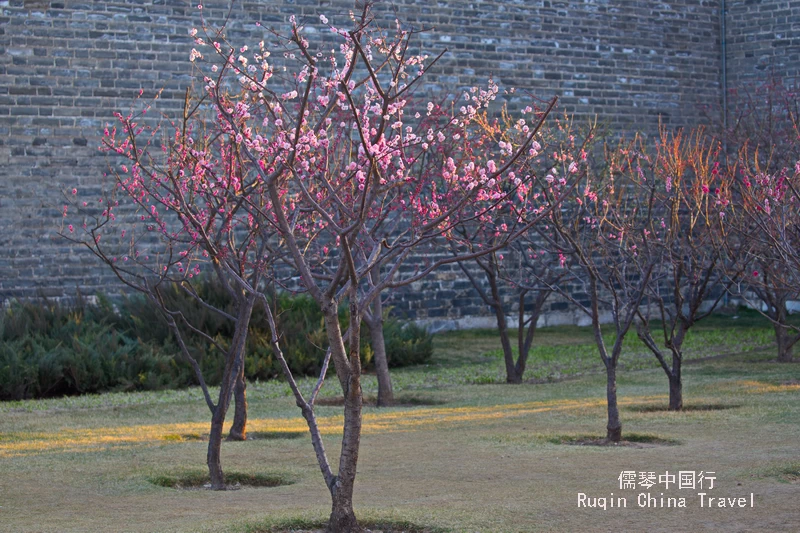 The Plum Blossoms in the Ming Dynasty Wall Relics Park