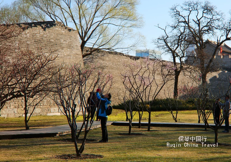 The Beauty of Plum Blossoms at Ming Dynasty Wall Relics Park