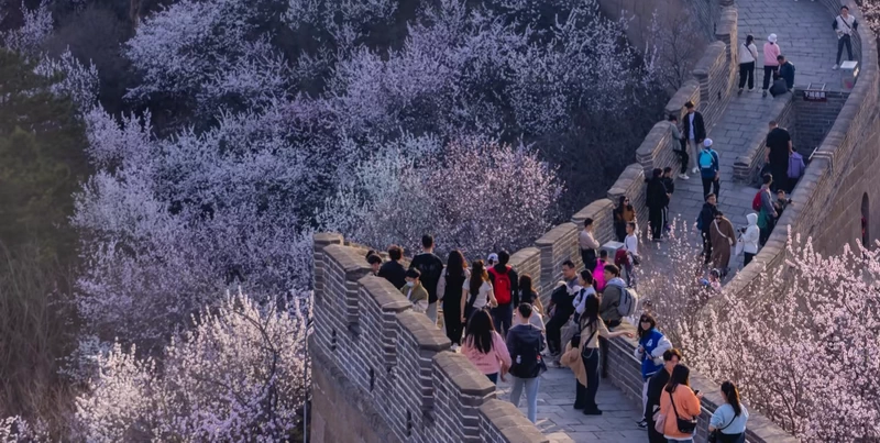 Badaling Great Wall Spring Flowers